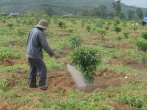 Cây cà phê tái canh