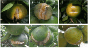 Nứt vỏ ở cây trồng